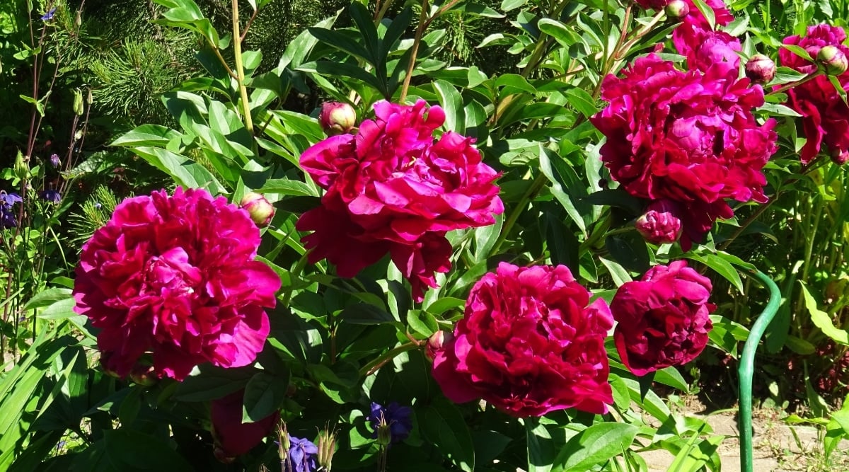 &lsquo;Kansas&rsquo; flower bushes in a sunny garden. The flowers are large, double, consist of many slightly ruffled fuchsia-colored petals. The leaves are thick, glossy, dark green, divided.