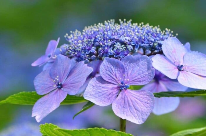 Lacecap Hydrangea in Blue