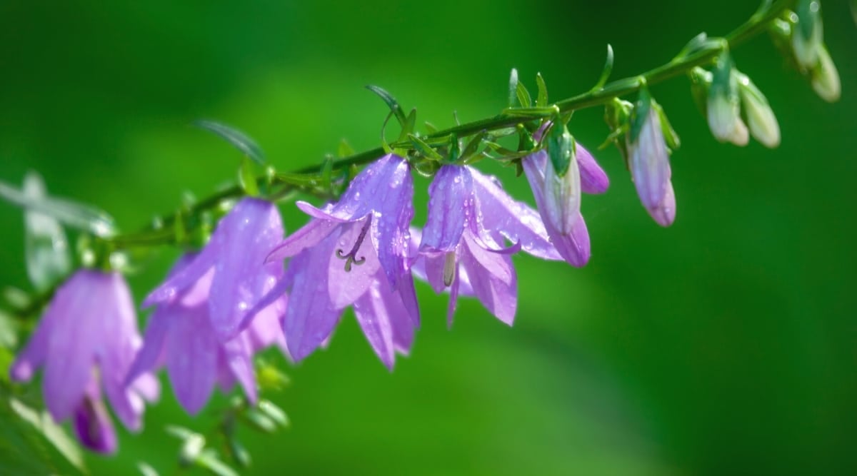 lose up of several, purple, bell shaped flowers growing up a skinny, green stem.