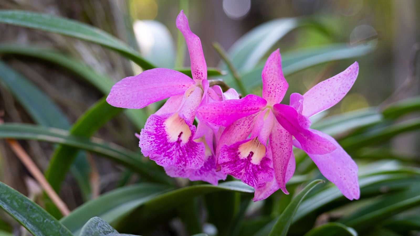 A closeup shot of two Laelia speciosa blooms having a vibrant pink hue with silvery green foliage