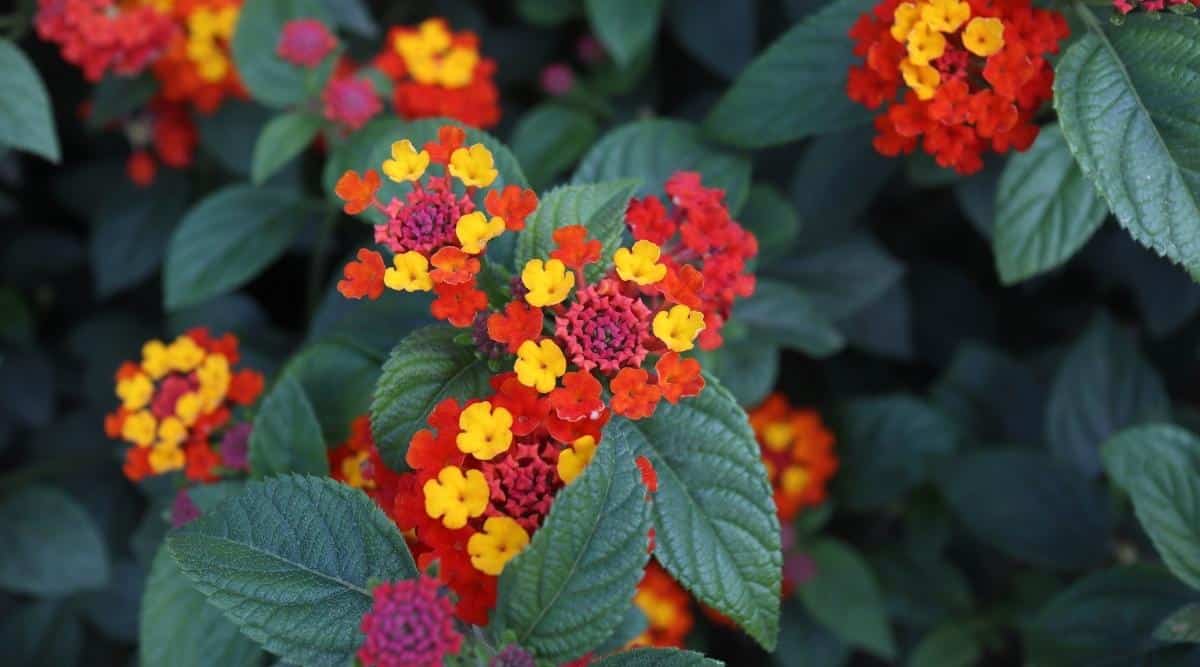 Lantana camara ‘Luscious Citrus’
