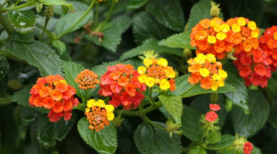 37 Fall Flowers for A Beautiful Autumn Garden