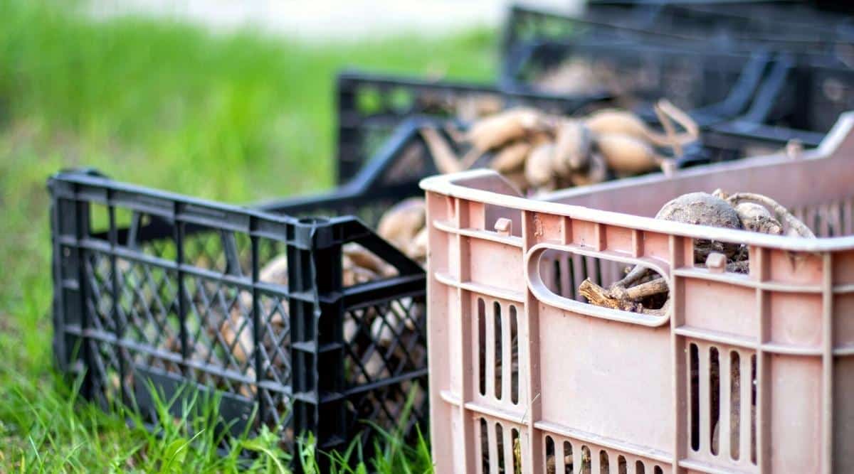 Close-up of plastic black and pink boxes filled with large dahlia tubers. The boxes are on the green grass. The tubers dry out in the sun.