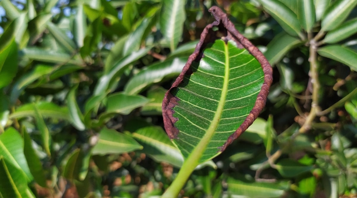 Leaf scorched tree leaf in garden with black edging around the leaf. The plant is in the garden surrounded by other plants with green foliage.