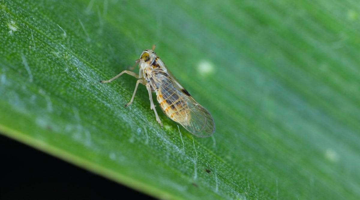 A close-up of a leafhopper on the surface of a leaf. The leafhopper is small and gray with large eyes. The leaf has long, thin veins, hairy surface, and dark green color.