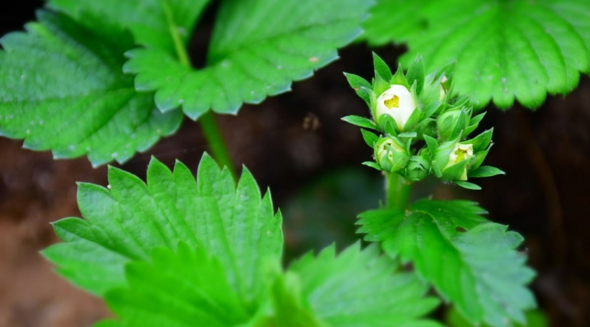 Leaves and Budding Flowers