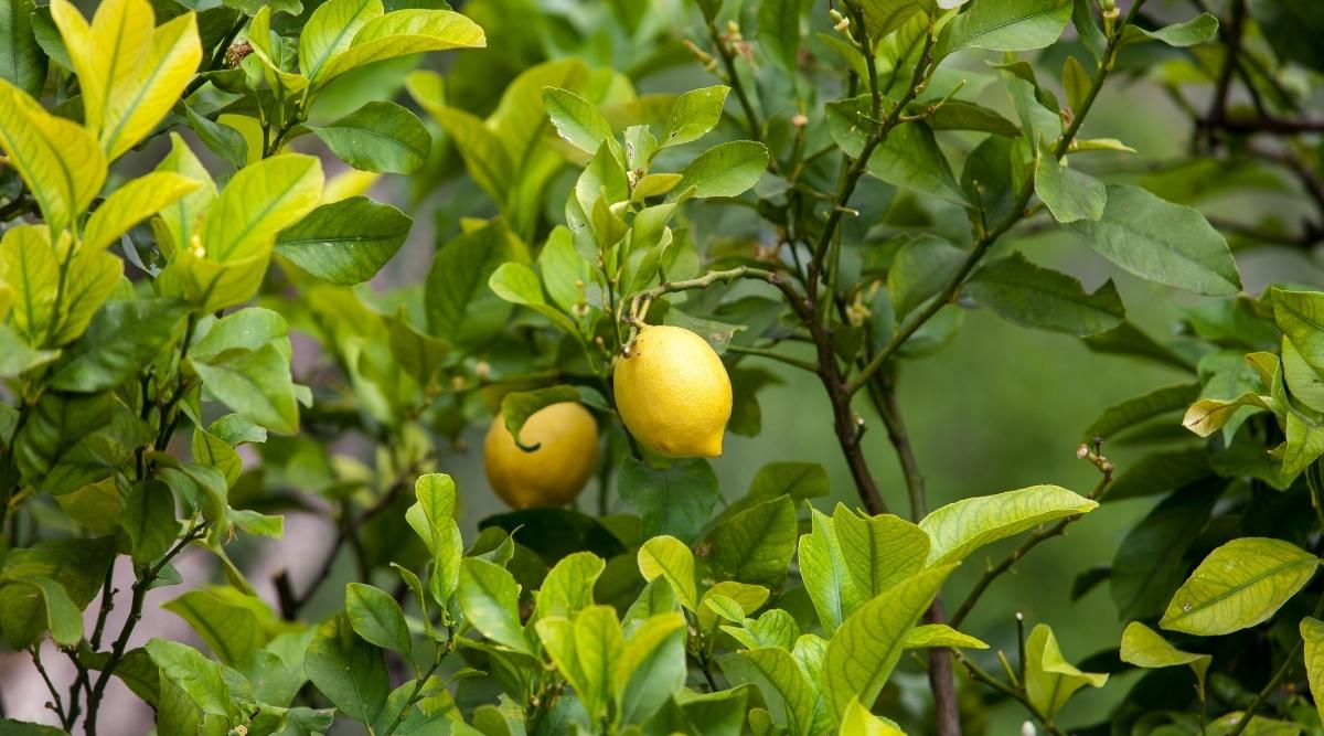 Lemons Growing on a Tree in Fun Sun