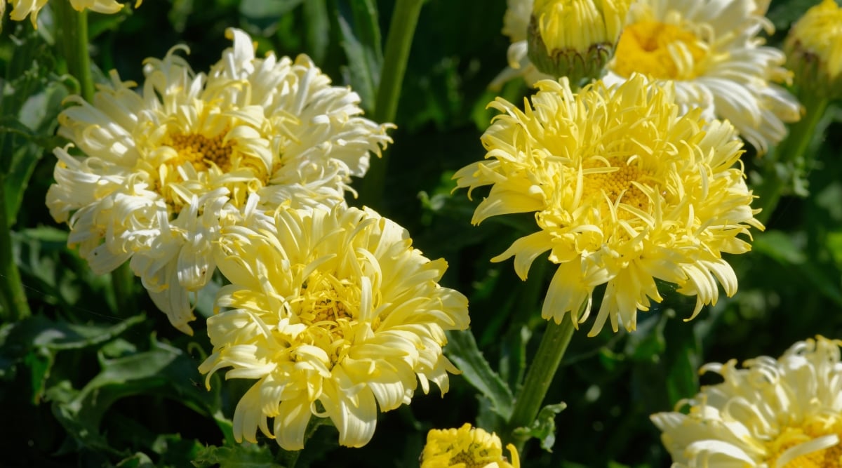 Creamy yellow flowers with intricate petals of the real charmer bask in the sunlight, showcasing their delicate beauty. The leaves, vibrant and lush, provide a backdrop that accentuates the radiant blossoms.