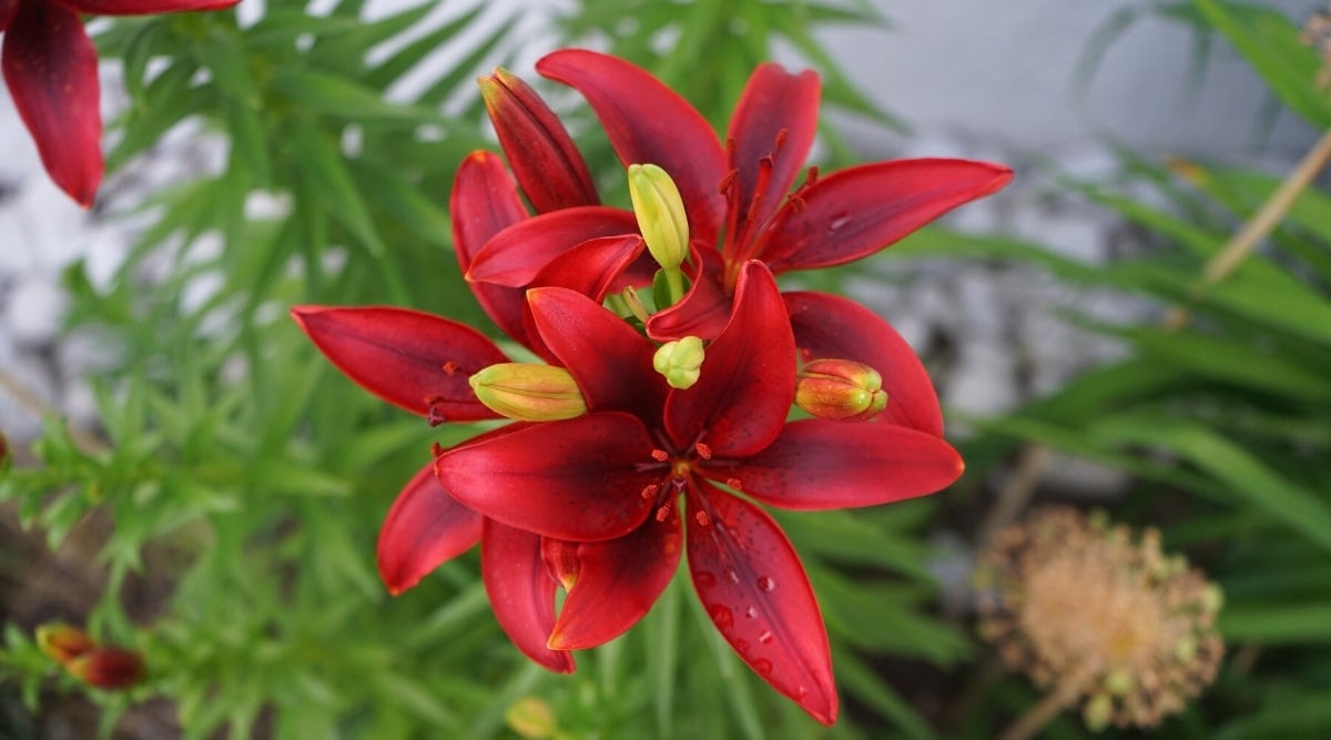 https://www.epicgardening.com/wp-content/uploads/2023/09/Lilium-Asiatic-%E2%80%98Black-Out.jpeg