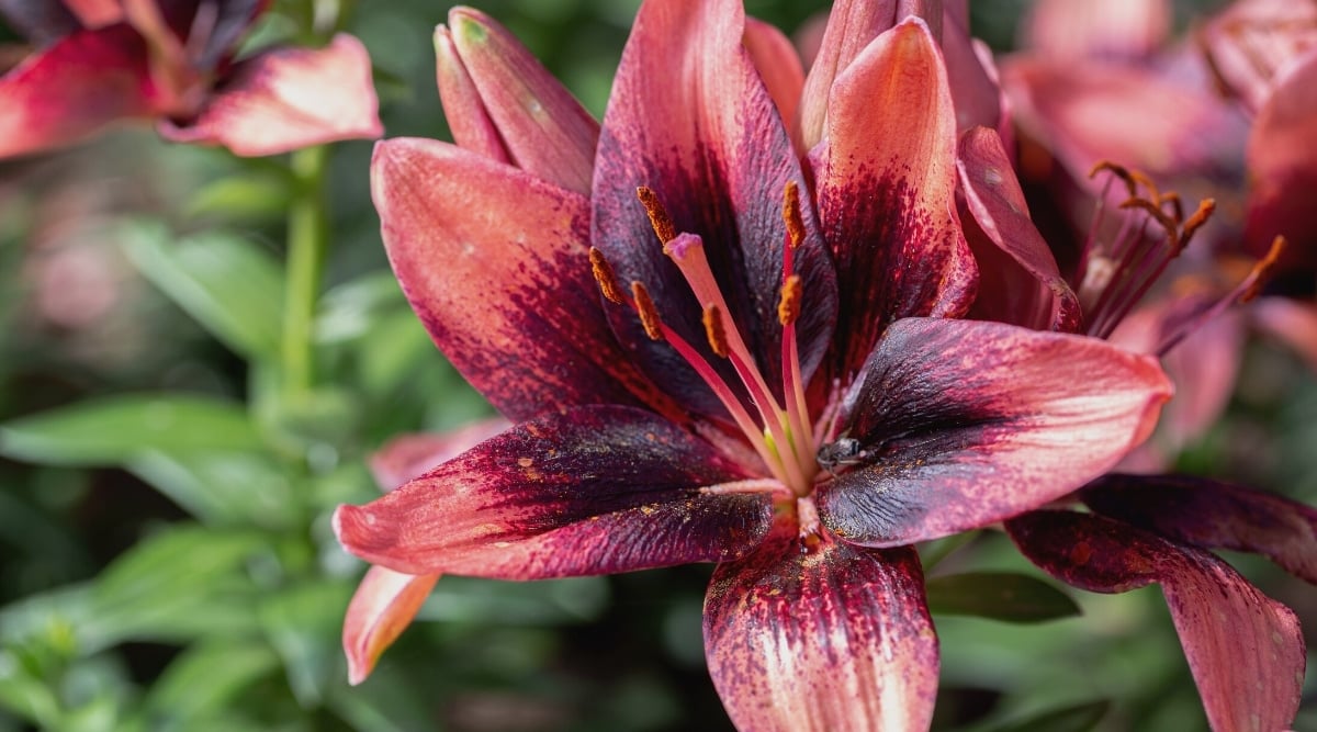 12 Different Types of Purple Lily Cultivars, image size:1200x667