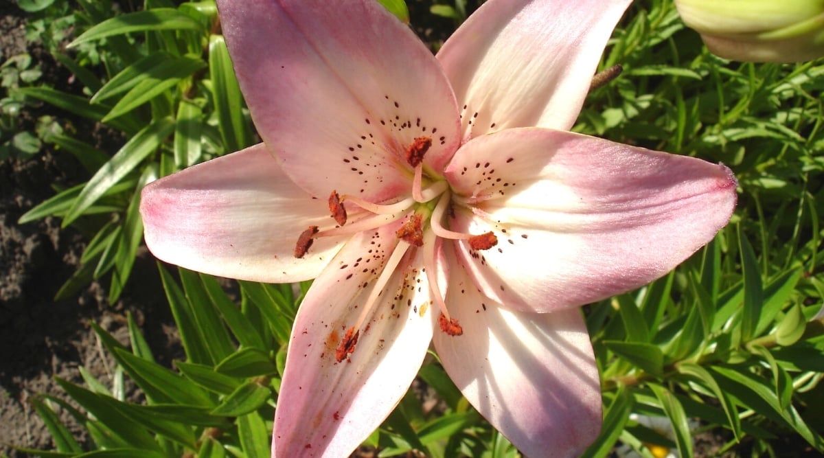 Light Pink Oriental Lily Flower