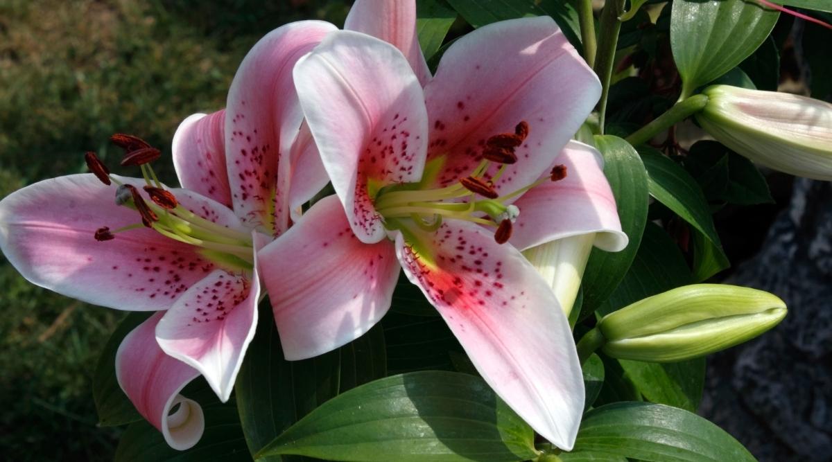 74 Different Types Of Beautiful Lily Varieties