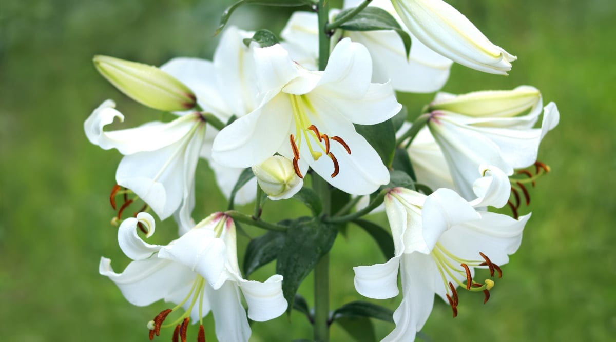 Close-up of blooming Lilies. Lilies are known for their elegant and showy flowers. The flowers are bright white with greenish veins on the back. The flowers have six petals and have a trumpet shape. Lily leaves are long, narrow, and lance-shaped, with a glossy green appearance.
