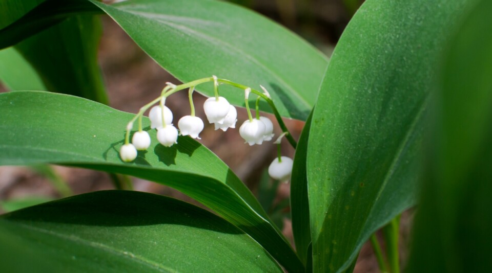 31 Perennials to Divide in Fall