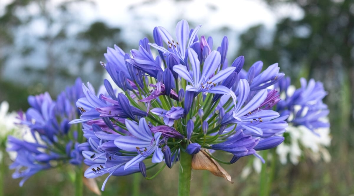 Tall, thick, green flower stalk with a ball shaped cluster of purple star shaped flowers with long petals on top.