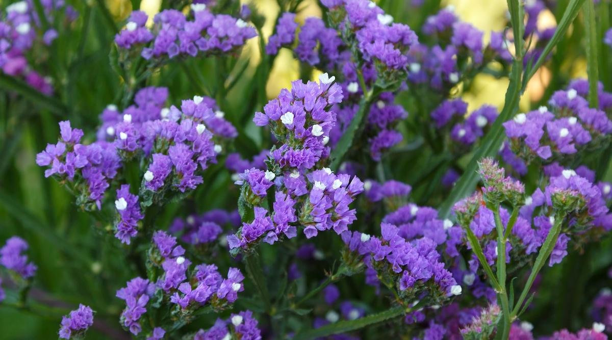 Limonium sinuatum