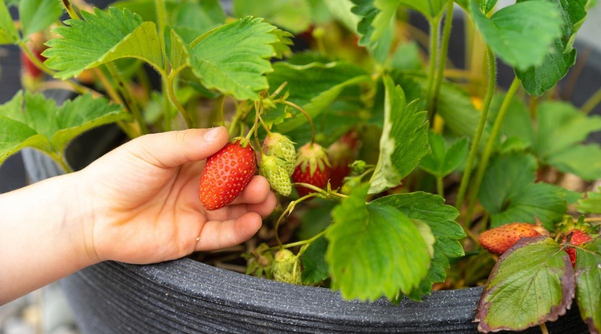 Little girl picking strawberries in a pot