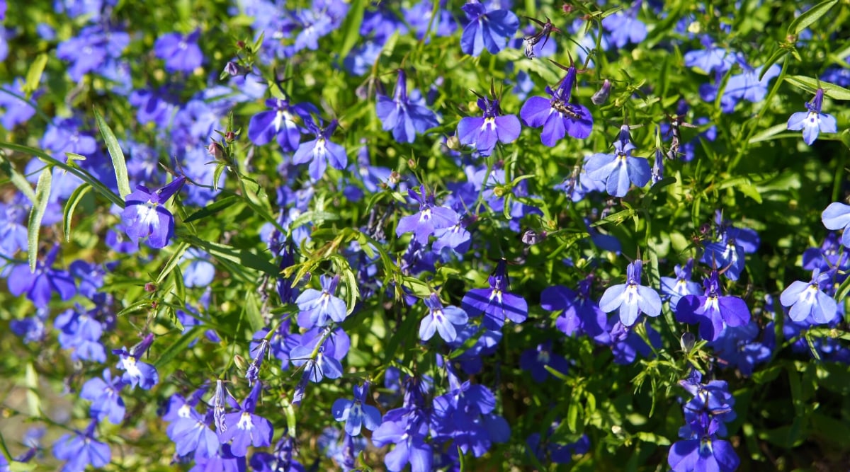 Lobelia