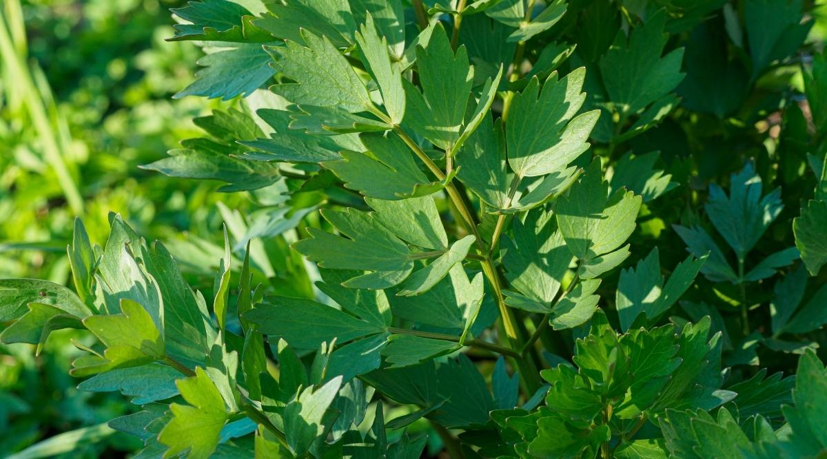 Garden grown lovage