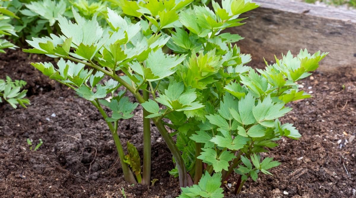 Herb With Flat Leaves and Large Roots Growing in a Garden