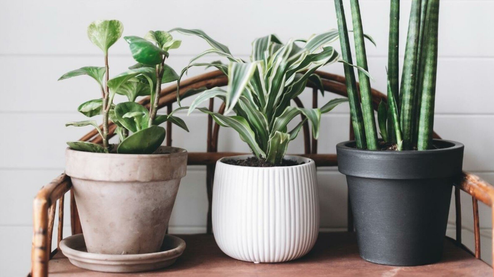 Low Maintenance Houseplants in Pots on Bench