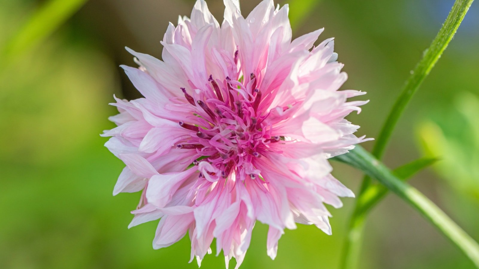 17 Easy Care Annual Flowers For Your Spring Garden
