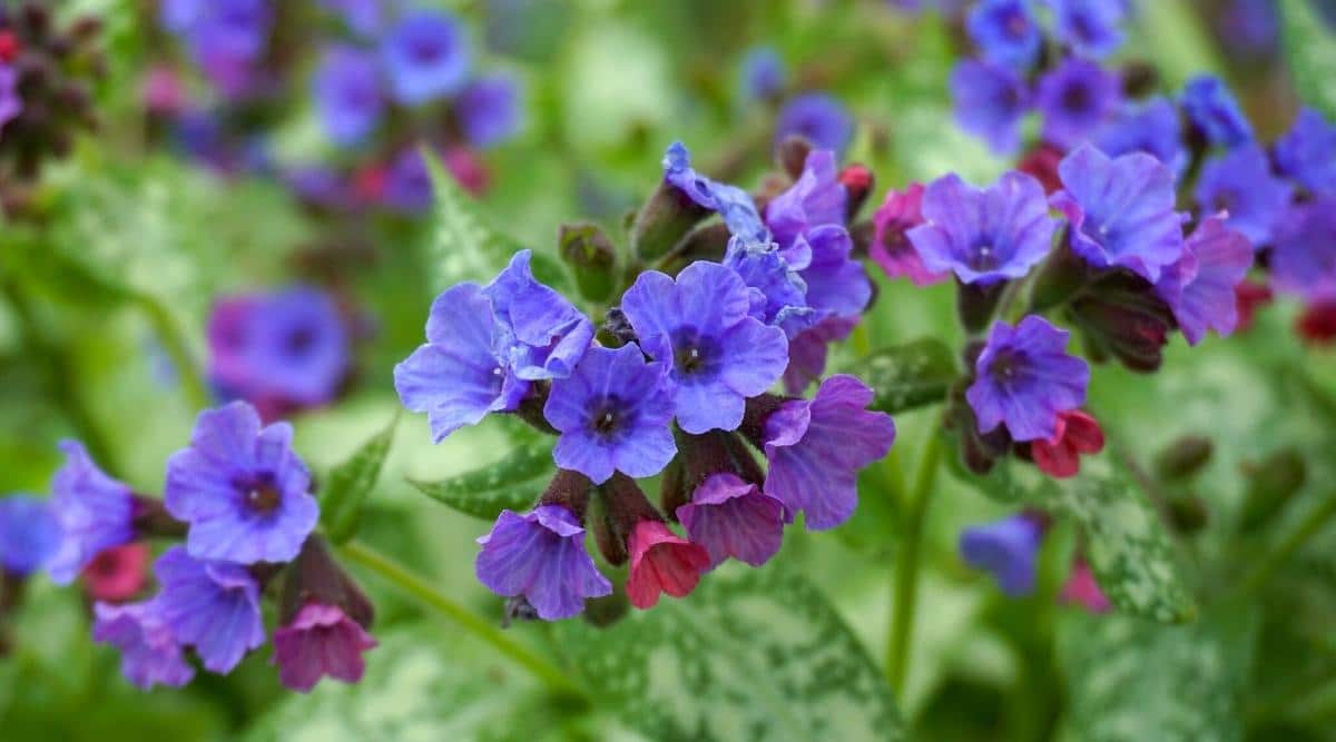 Pulmonaria spp