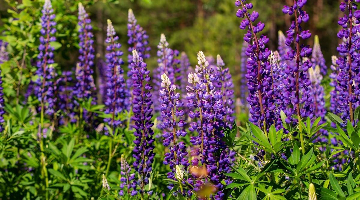Lupine