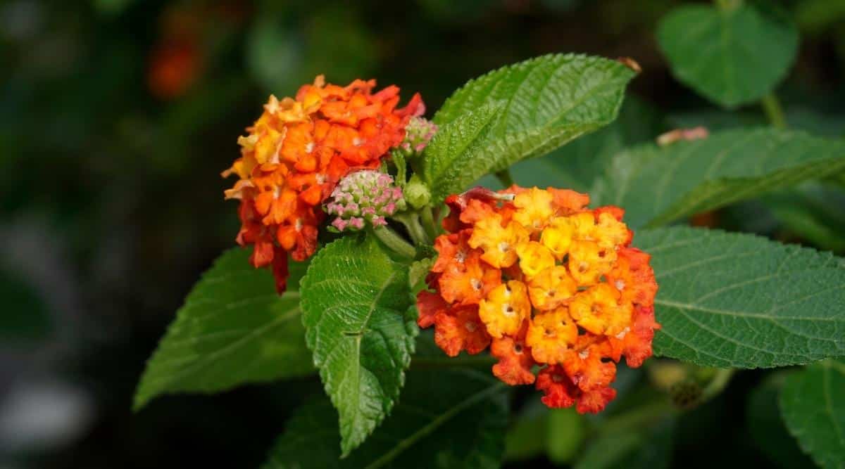 Luscious camara ‘Marmalade’