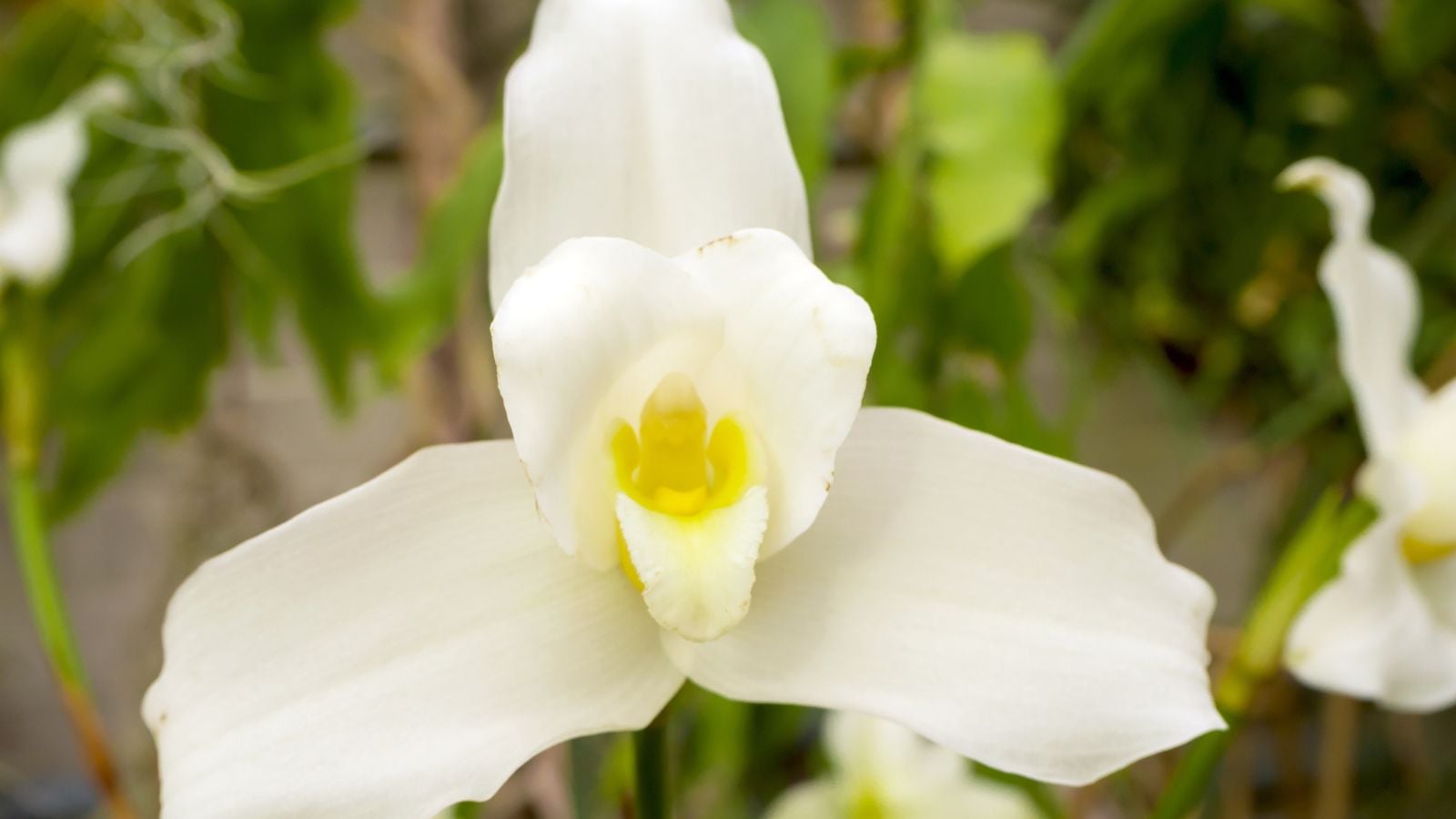 A closeup shot of a Lycaste virginalis flower with delicate and pure white petals that have a triangular shape