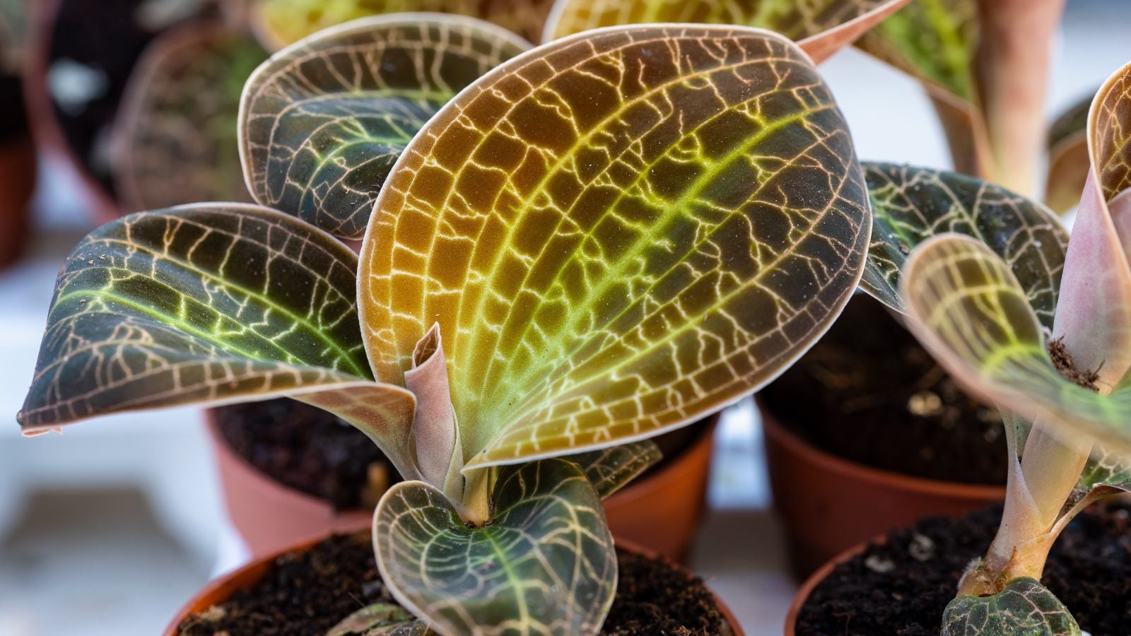 A closeup shot of Macodes petola leaves appearing to have a bright green jewel-like color with dark markings