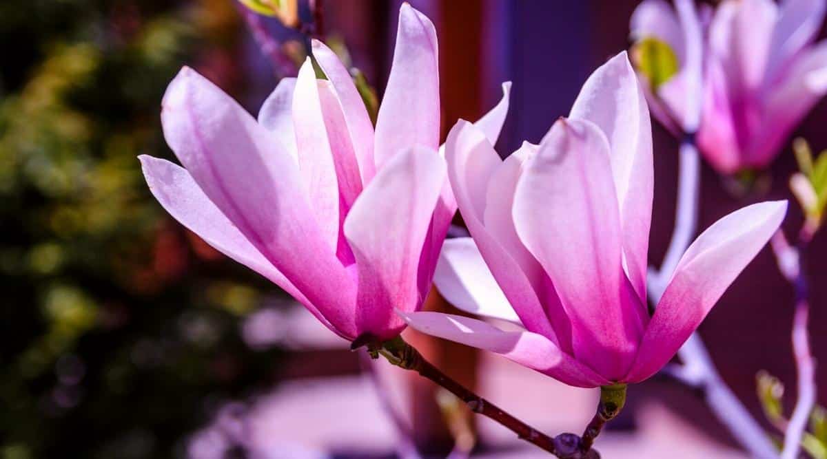 Close-up of two Magnolia &lsquo;Randy&rsquo; flowers on a branch in a spring sunny garden. The flowers are star-shaped, with thin purple petals that have lighter purple interiors. The magnolia tree is lit by the sun.