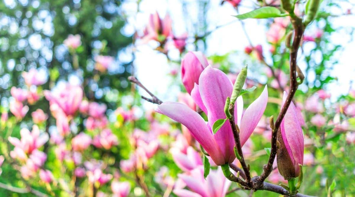 Close-up of a blooming branch of Magnolia Liliiflora &lsquo;Judy&rsquo; against a blurred background of a blooming magnolia in a garden. The flowers are cup-shaped, round purple petals with a paler color on the inside. Small pointed dark green leaves grow on the branches.
