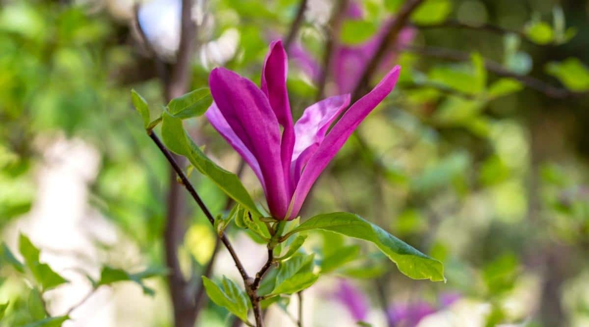 Close-up of a blooming Magnolia Liliiflora &lsquo;Nigra&rsquo; flower surrounded by green leaves against a blurred green tree. The flower is large, lilac-shaped, consists of dark purple elongated petals with a pale purple inside.