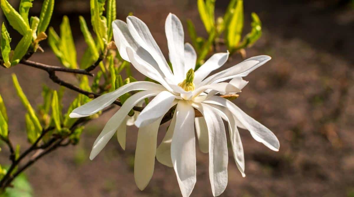 11 Dwarf Magnolia Tree Varieties For Your Home or Garden