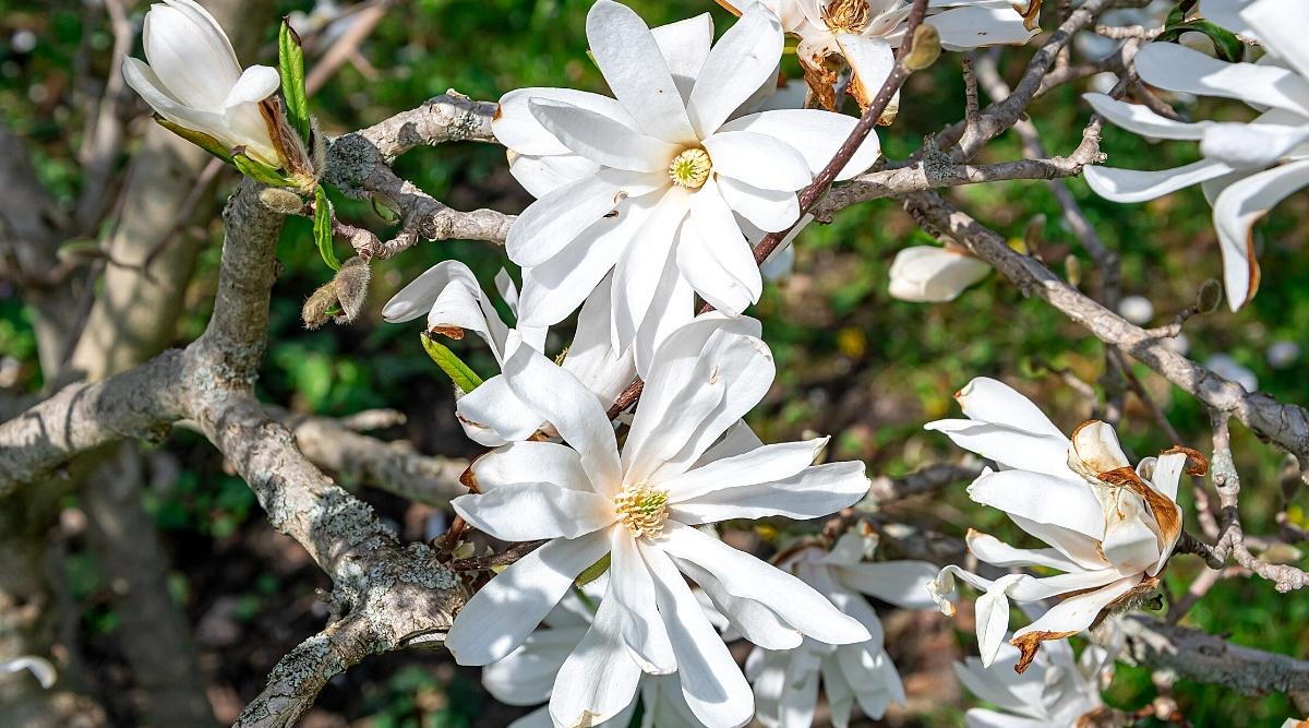 Dwarf White Magnolia Tree