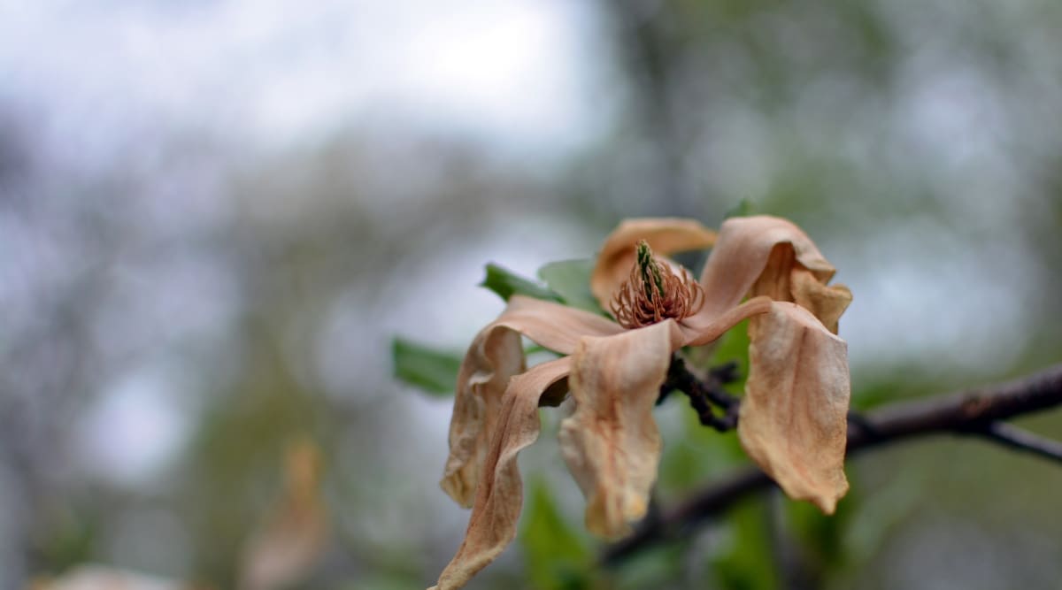 Magnolia flower on tree dying due to drought. The plant is dry, and needs moisture to recover.