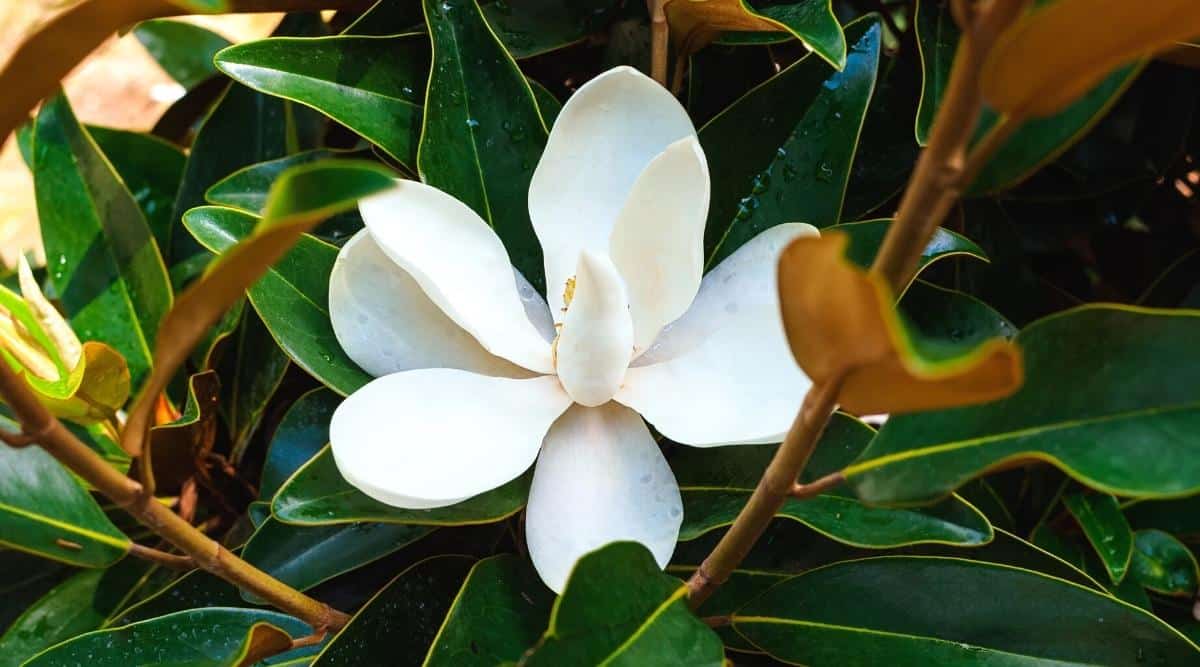 11 Dwarf Magnolia Tree Varieties For Your Home or Garden
