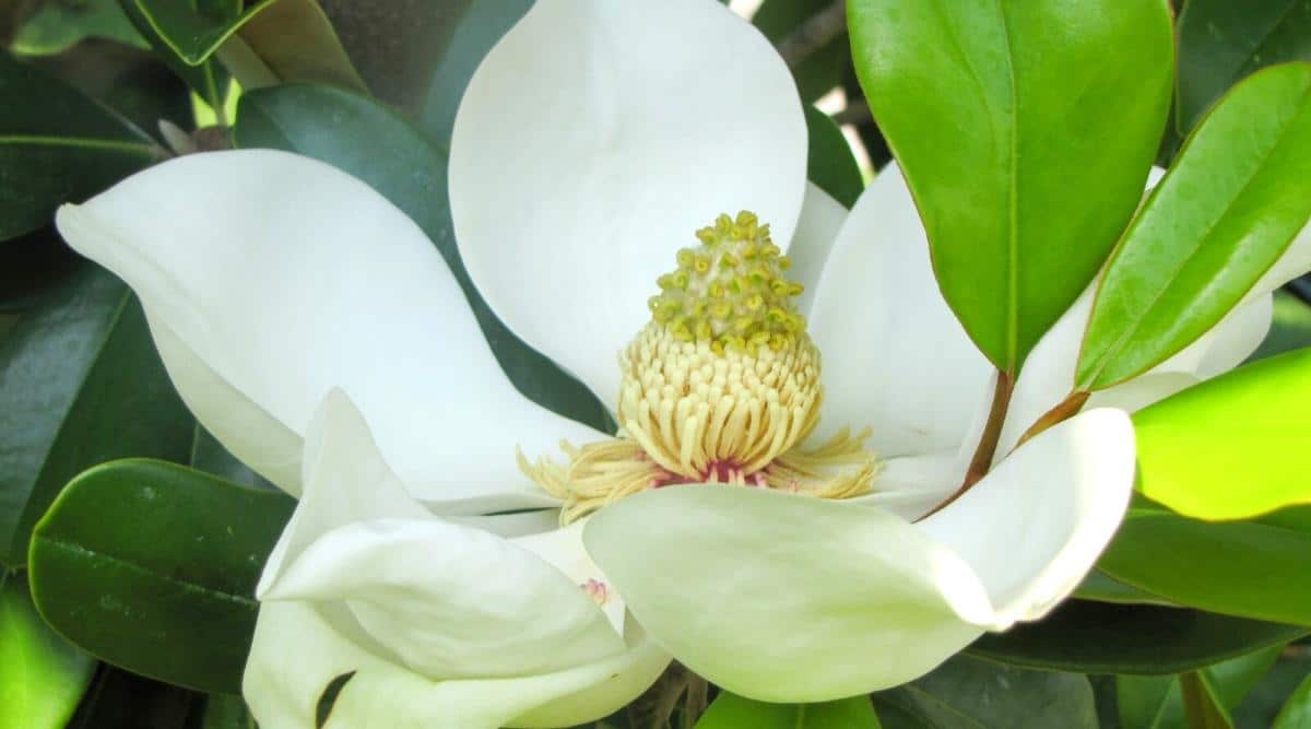 Dwarf Saucer Magnolia Tree
