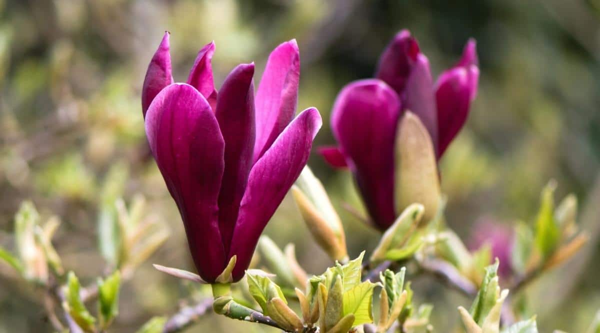 11 Dwarf Magnolia Tree Varieties For Your Home or Garden - Epic Gardening
