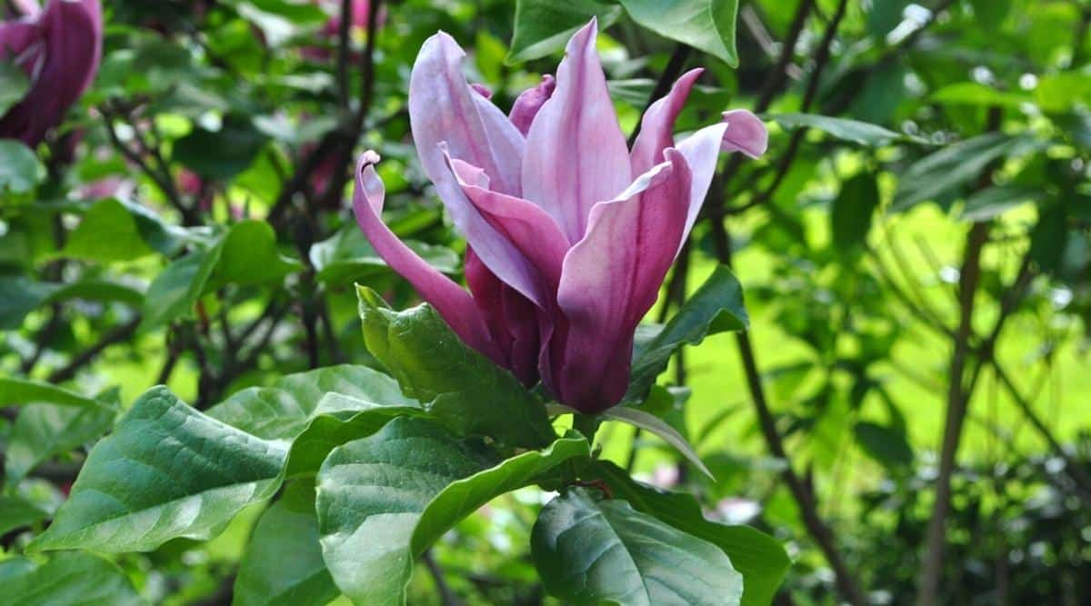 Close-up of a blooming Magnolia lilliflora &lsquo;O&rsquo;Neil&rsquo; flower surrounded by dark green, oval leaves. Flower of medium size, dark purple color, goblet shape. The petals are dark purple, half open, pale purple inside with a light edge around the inner petals.