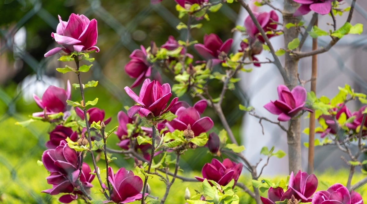 A close-up of Lily Magnolia displaying its gorgeous dark pink blossoms, perched on its woody branches. The tree&rsquo;s small leaves provide an excellent contrast to the vibrant blooms. The woody branches look sturdy yet graceful.