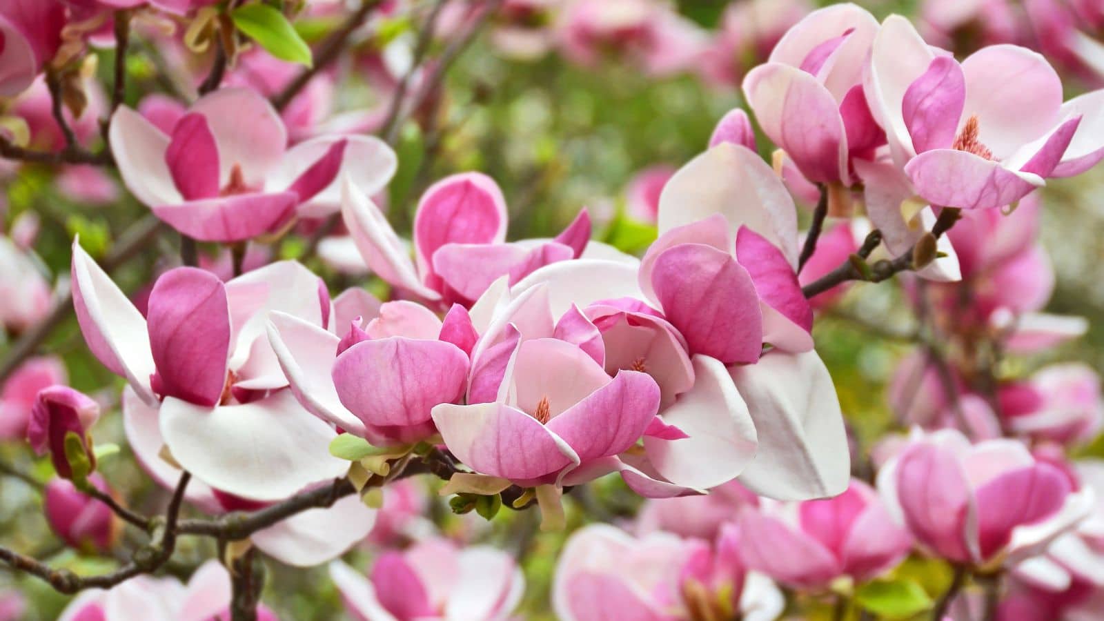 How Much and How Often Should You Water Magnolia Trees?