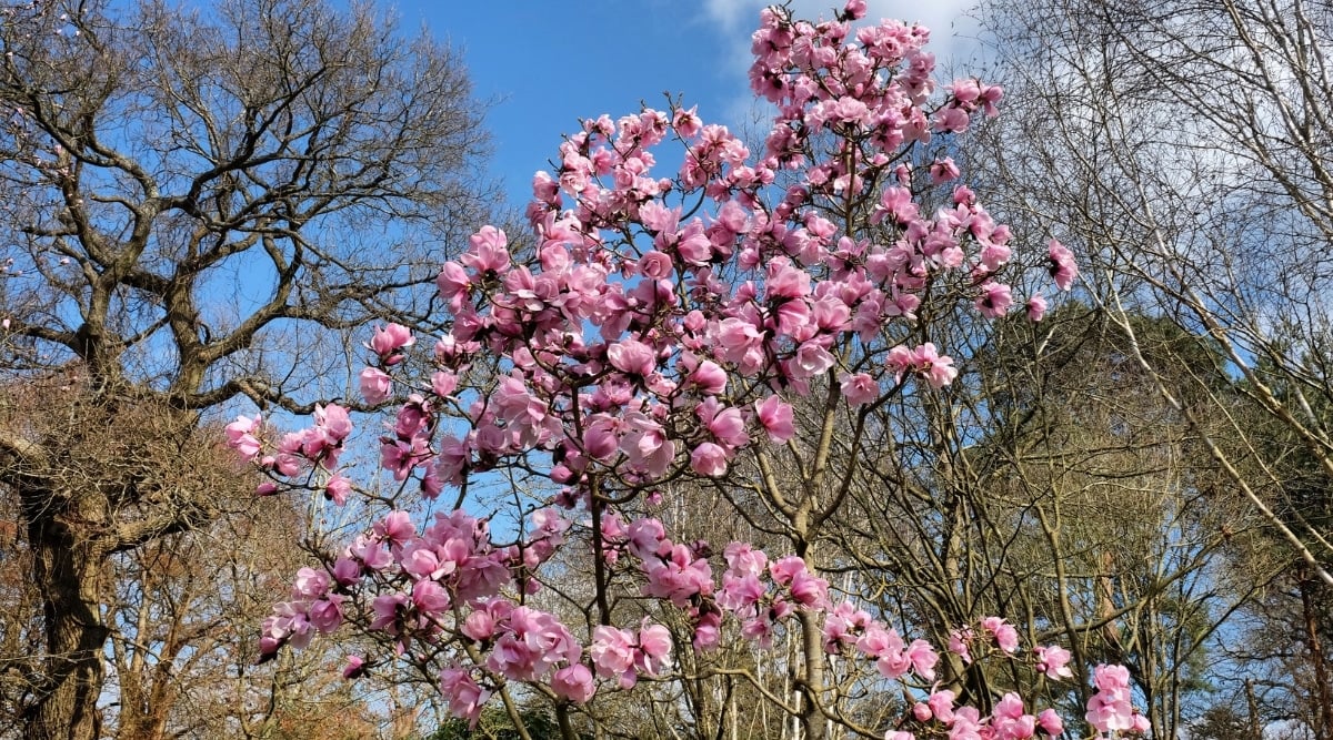 A Saucer Magnolia tree stands at the center, proudly displaying its exquisite pink blooms on its multiple dark branches. The surrounding tall trees' bare branches provide a perfect contrast, highlighting the magnolia&rsquo;s beauty.