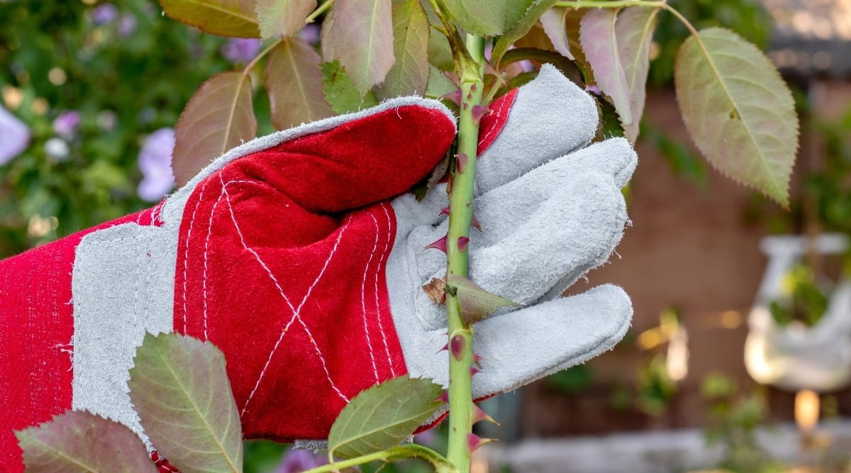 A gardener is wearing red gloves and carefully holding a sturdy, green branch with sharp red thorns. The leaves on the branch are a mix of deep maroon and lush green, each with pointed tips and jagged edges. There are green plants and a house in the blurred background.