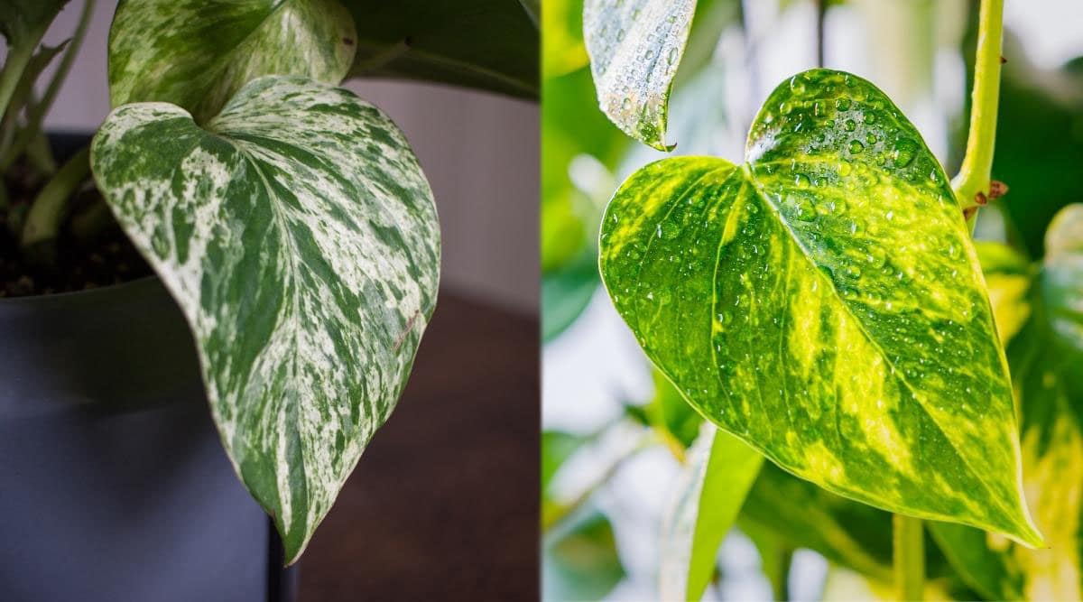 Marble Queen Pothos vs. Golden Pothos: What's the Difference?
