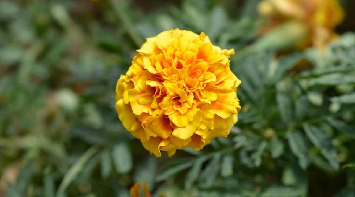 Can Marigolds Be Planted With Strawberries in Your Garden?