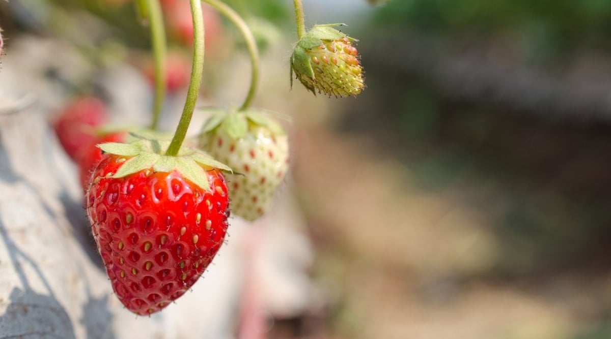 Maturing Red Fruit