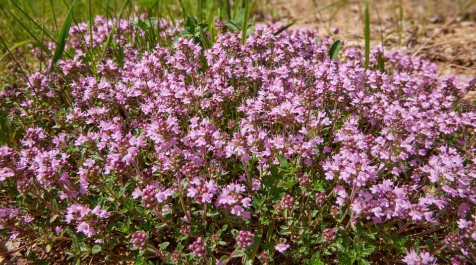 How to Grow a Creeping Thyme Lawn