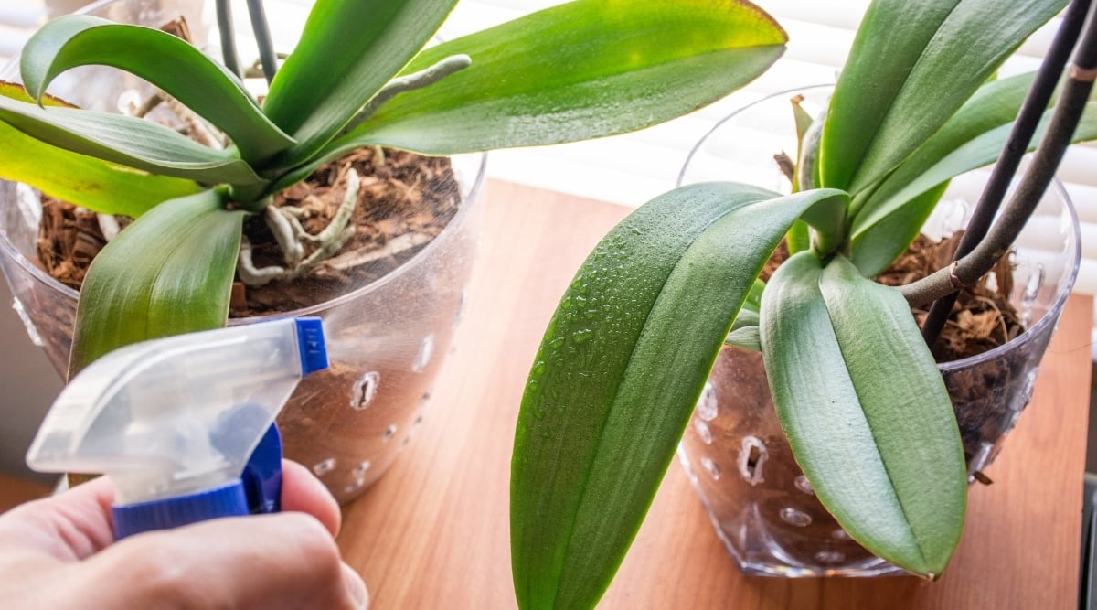 Misting plant with a plastic spray bottle. There are two plants being misted, both growing in small glasses on a bookshelf.